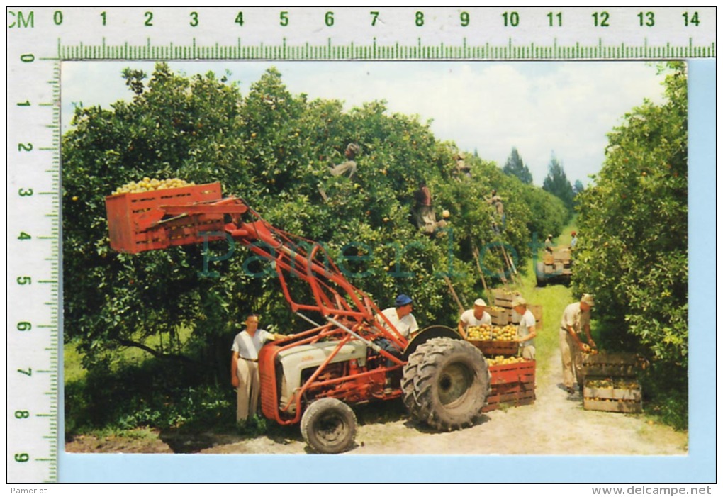 Florida (  Citrus Harvesting  ) Post Card Carte Postale 2 Scans - Cape Cod