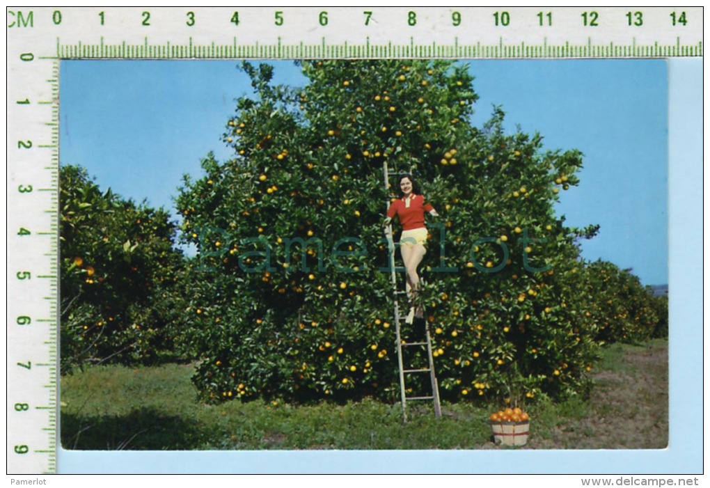 Florida ( Oranges Picking  Harvesting  ) Post Card Carte Postale 2 Scans - Cape Cod