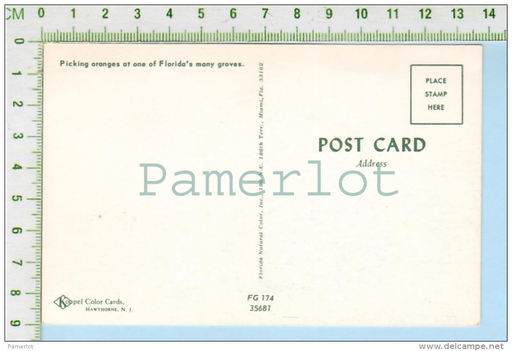 Florida ( Oranges Picking  Harvesting  ) Post Card Carte Postale 2 Scans - Cape Cod