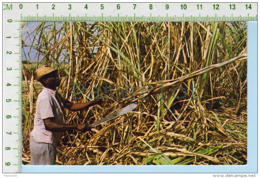 Antigua  ( Cane Cutting At Work In The  Fields  ) Post Card Carte Postale 2 Scans - Antigua & Barbuda