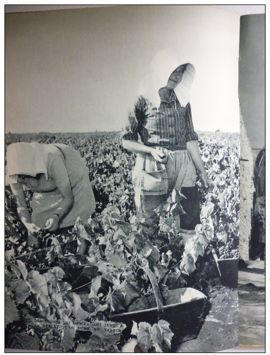 Ile De Ré , Les Vendanges , Héliogravure 1954 - Documents Historiques