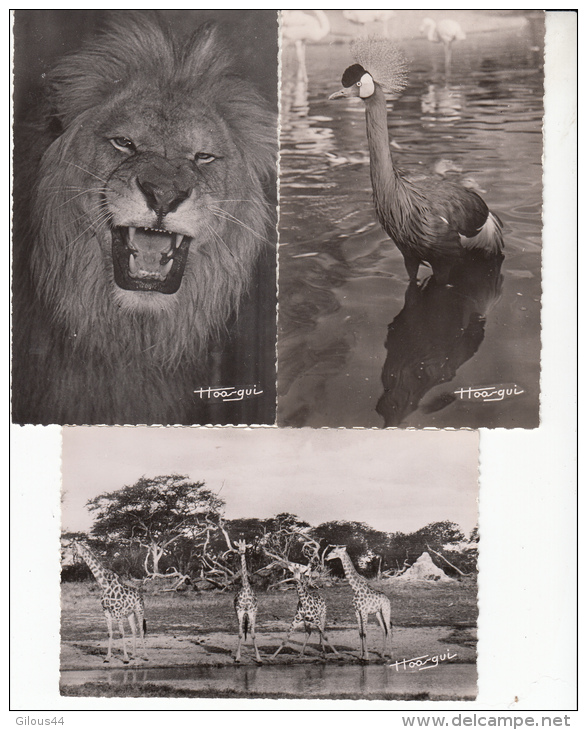 Sénégal Lot De 3 CPSM   Animaux Sauvages 2 - Sénégal