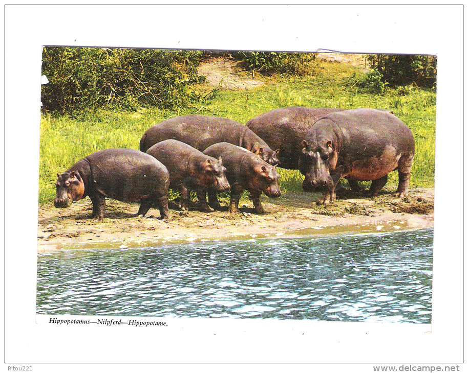 KENYA - Hippopotamus - Nilpferd - Hippopotame - Groupe De 6 - - Hippopotamuses