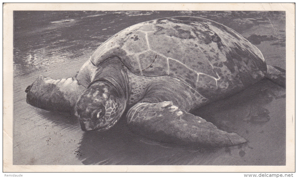 FERNANDO POO - 1953 - CARTE POSTALE MEDICALE (TORTUE) De SANTA ISABEL Pour BIARRITZ - Fernando Poo