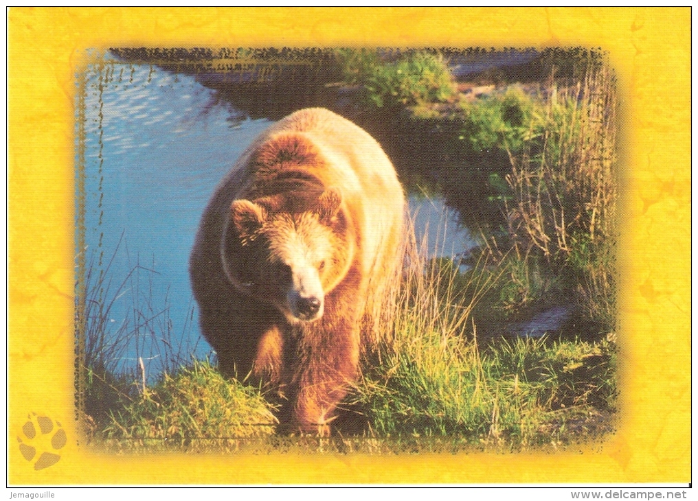 RHODES 57 - Parc Animalier Sainte-Croix - L'ours Brun - Groseille Née En Janvier 1998 - B-1 - Other & Unclassified