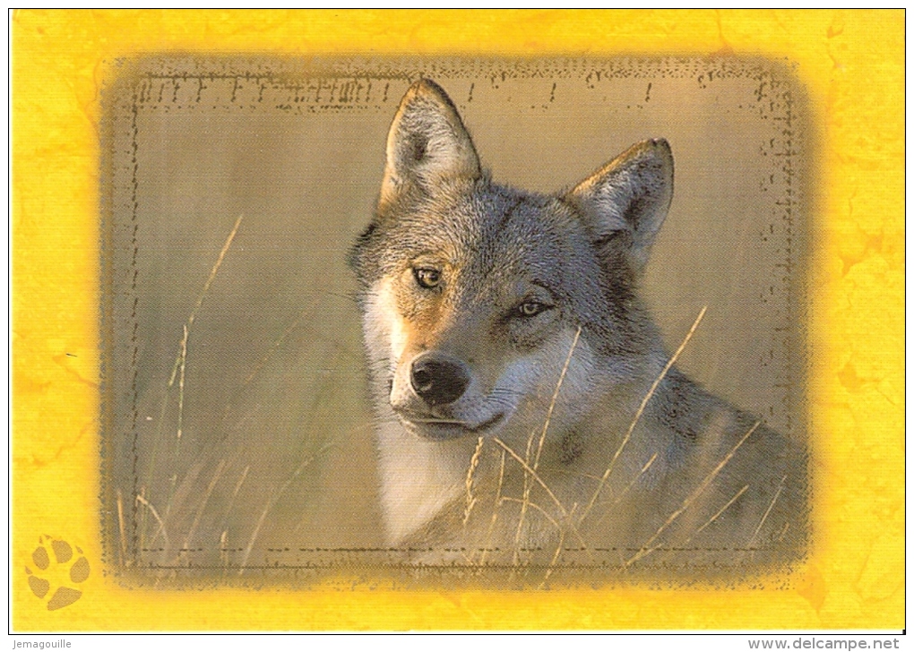 RHODES 57 - Parc Animalier Sainte-Croix - Le Loup D'Europe Vit En Famille Appelée La Meute - B-1 - Other & Unclassified