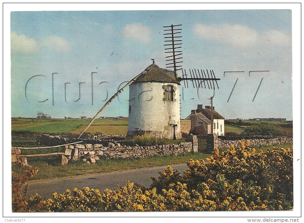 Erdeven (56) : Le Moulin à Narbon En 1970. - Erdeven