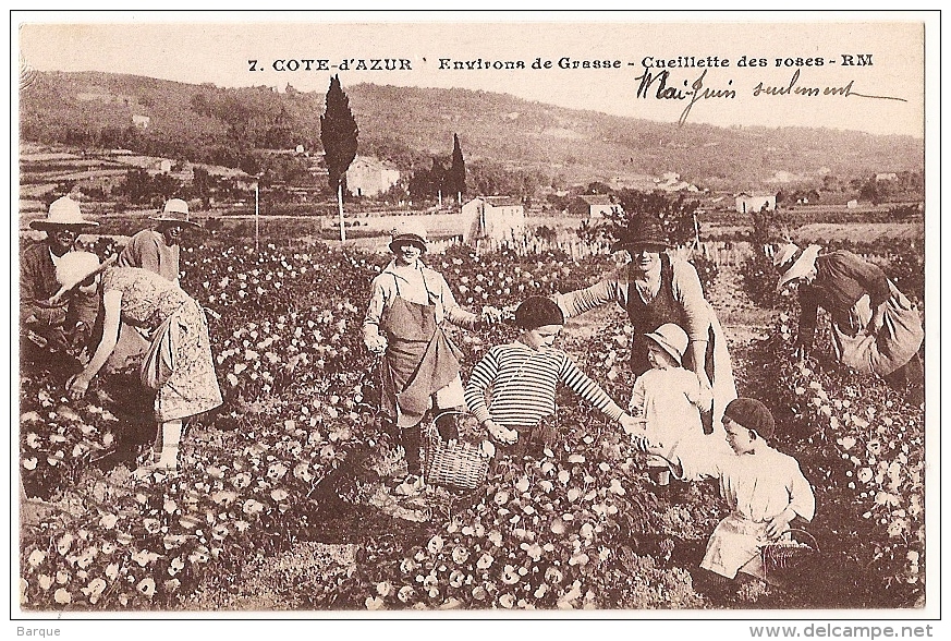 Environs De GRASSE . PLASCASSIER Ou CHATEAUNEUF .  CUEILLETTE Des ROSES . - Grasse