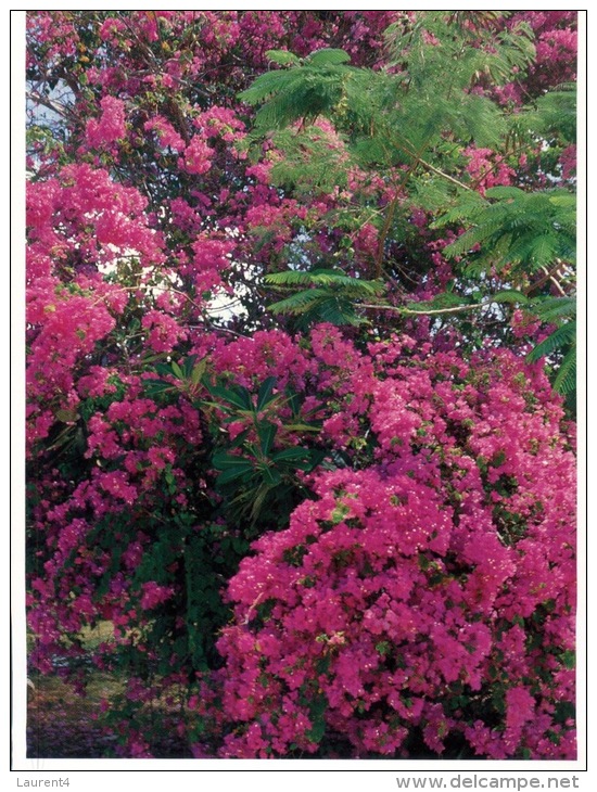 (361) Pacific Ocean - Guam - Bougainvillea - Guam