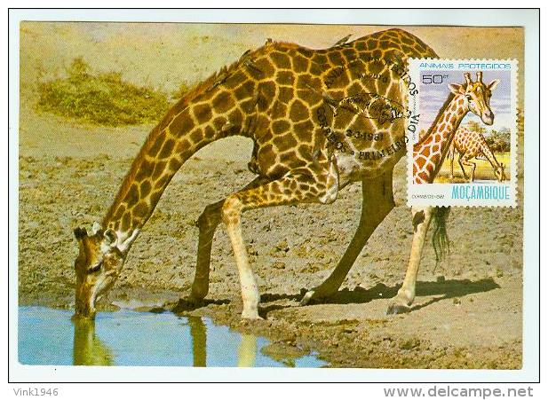 Mocambique 1981, Maximumcard,MC,animals,giraffe,mamal,zoogdier,(K8024) - Jirafas