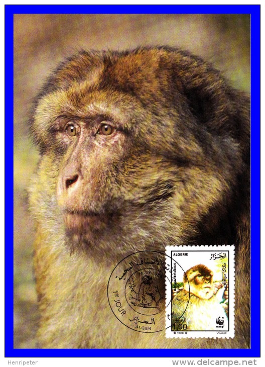 Official Maximum Card - Faune Protégée - Magot Ou Macaque Berbère (Macaca Sylvanus) - Algérie - 1988 - Algerien (1962-...)
