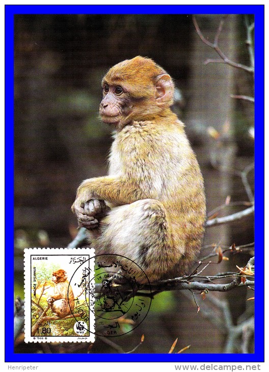 Official Maximum Card - Faune Protégée - Magot Ou Macaque Berbère (Macaca Sylvanus) - Algérie - 1988 - Algerien (1962-...)