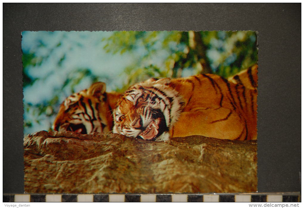 TIGRE   TIGER - Tiger