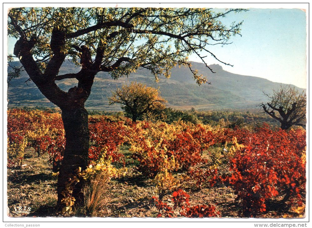 CP, LANGUEDOC, Les Vignobles, Vierge, Ed : THEOJAC - Viñedos