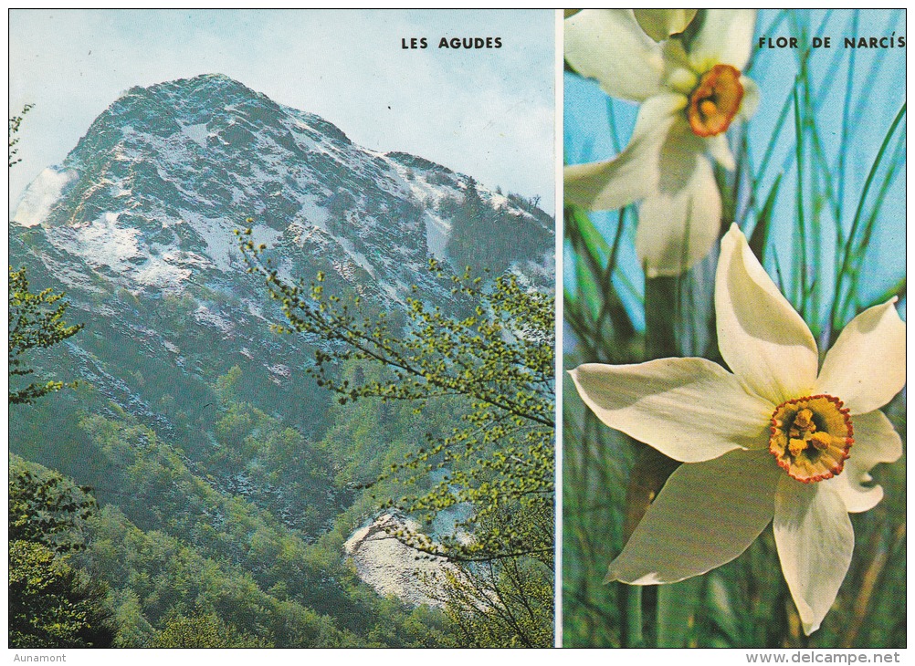 España--Barcelona--1977--Montseny --Les Agudes--"Flor De Narcis"- - Flores