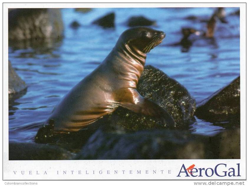 Lote PEP2,  Ecuador, Postal, AeroGal, Galapagos, Lobo Marino, Postcard - Equateur