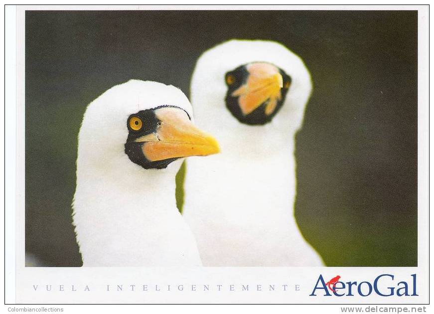 Lote PEP7,  Ecuador, Postal, AeroGal, Galapagos, Ave, Bird, Postcard - Ecuador