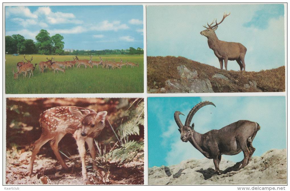 7 POSTCARDS:   DEER, BAMBI, ANTELOPE , RENDEER, ALPINE IBEX -  Animals/Dieren/Tiere/Animaux (3 Scans) - 5 - 99 Postkaarten