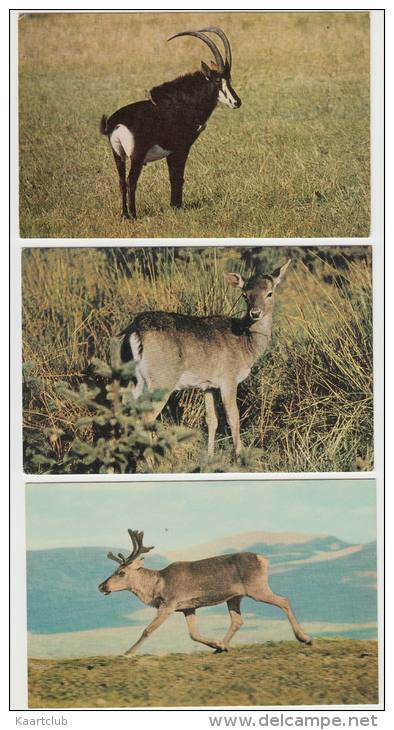 7 POSTCARDS:   DEER, BAMBI, ANTELOPE , RENDEER, ALPINE IBEX -  Animals/Dieren/Tiere/Animaux (3 Scans) - 5 - 99 Postkaarten