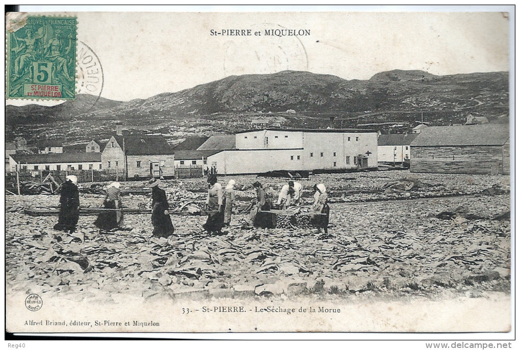 SAINT PIERRE ET MIQUELON -  ST PIERRE - Le Séchage De La Morue - Saint-Pierre-et-Miquelon