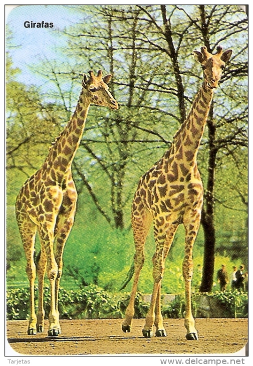 CALENDARIO DEL AÑO 1993 DE UNAS JIRAFAS (CALENDRIER-CALENDAR) JIRAFA-GIRAFFE - Tamaño Pequeño : 1991-00