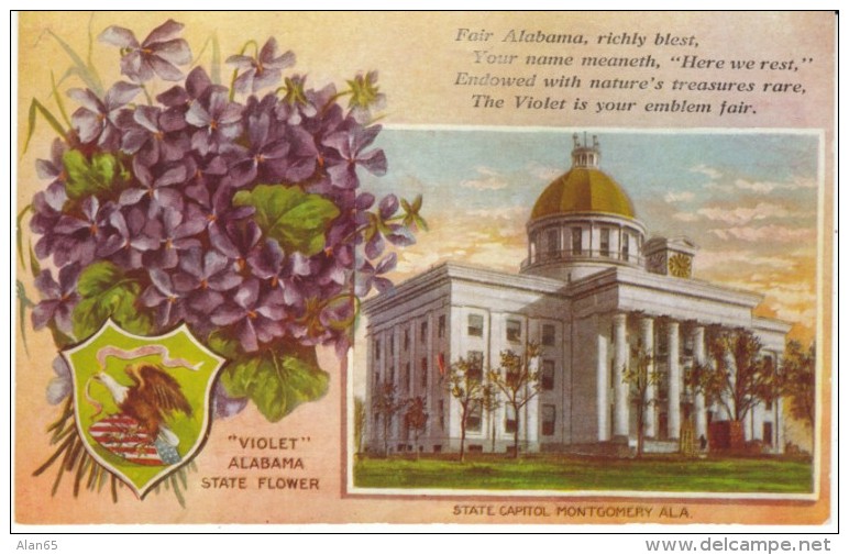 Montgomery AL Alabama State Capitol Building, Violet State Flower, C1910s Vintage Postcard - Montgomery