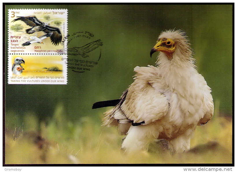 Israel 2013 Egyptian Vulture MC Maximum Card (private I ) - Maximumkarten