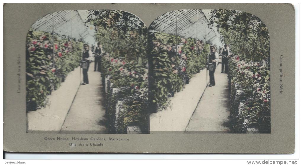 Cosmopolitan Série/Green House/Heysham Gardens/Morecambe/Une Serre Chaude/Vers 1910    STE1 - Photos Stéréoscopiques