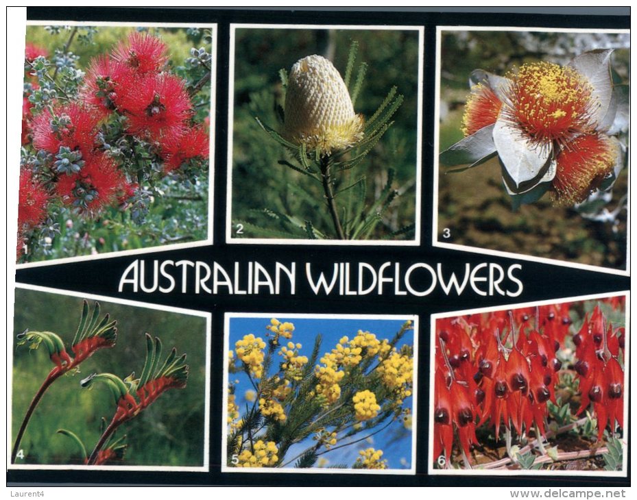 (246) Australia - Australian Wildflowers - Outback