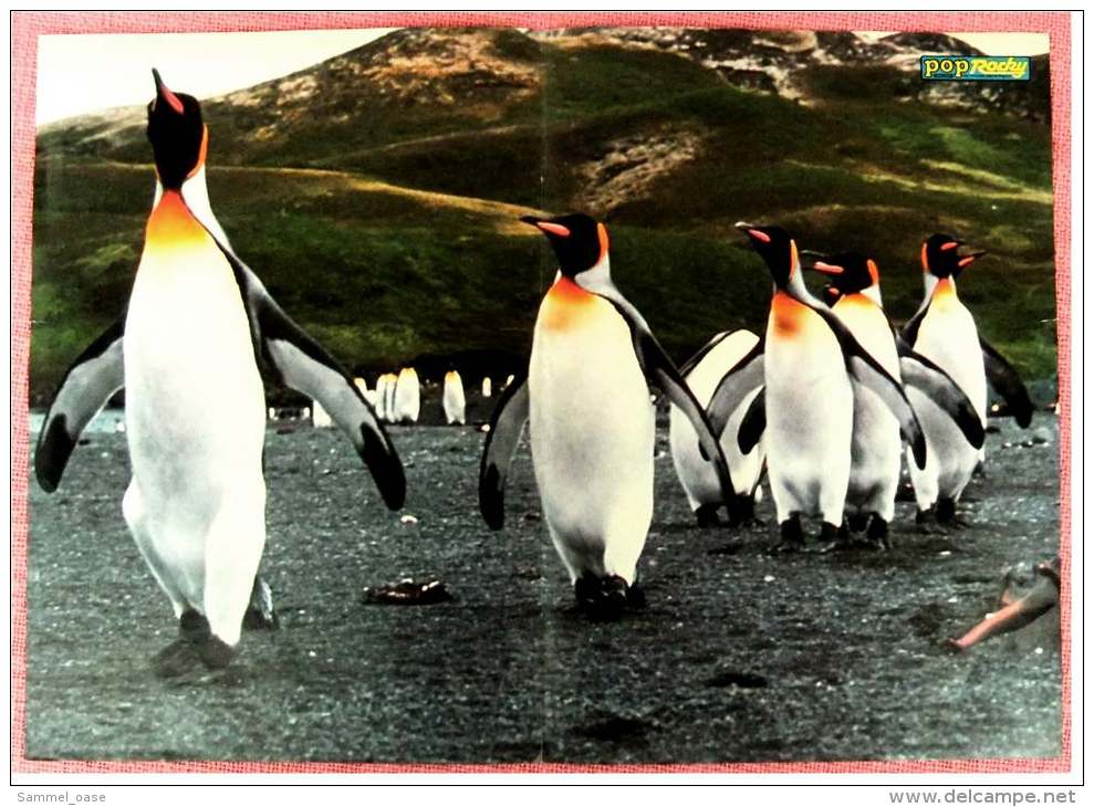 Kleines Poster  -  Norbert Schramm  -  Rückseite : Pinguine - Von Pop-Rocky Ca. 1981 - Kunstschaatsen