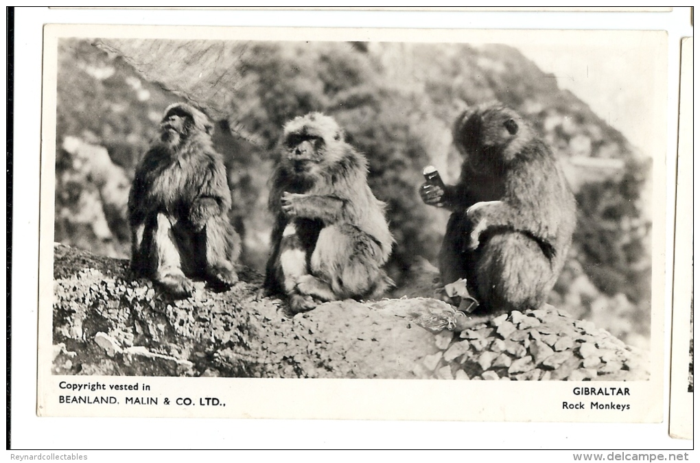 1940-50s? Gibraltar Rock Monkeys 4 X RP Ppcs Unused - Gibraltar