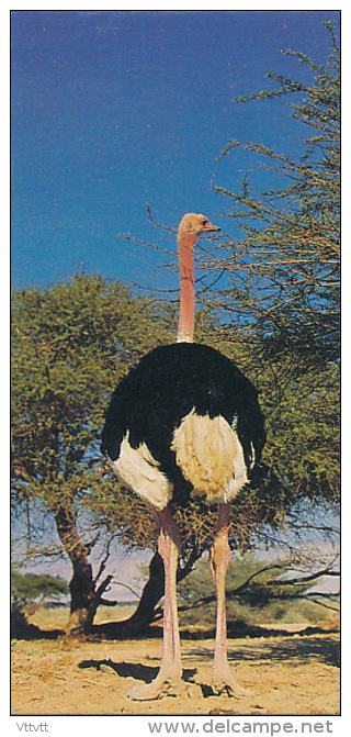 Fiche Cartonnée, NESTLE "Merveilles Du Monde", L'AUTRUCHE, N° 296, "Les Records", Oiseaux - Chocolade