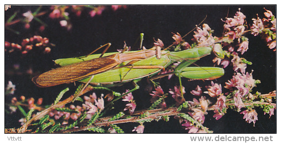 Fiche Cartonnée, NESTLE "Merveilles Du Monde", LA MANTE RELIGIEUSE, N° 214, "Les Insectes" - Chocolat