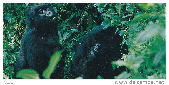 Fiche Cartonnée, NESTLE "Merveilles Du Monde", LE GORILLE DE MONTAGNE, N° 234, "Les Animaux Menacés", Singe - Chocolate