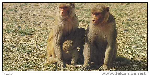 Fiche Cartonnée, NESTLE "Merveilles Du Monde", LE MACAQUE RHESUS, N° 226, "Les Animaux De La Jungle", Singe - Chocolade