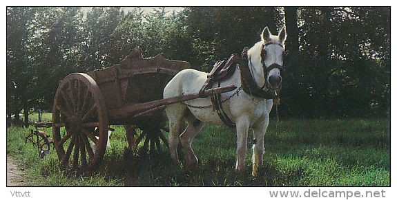 Fiche Cartonnée, NESTLE "Merveilles Du Monde", LE PERCHERON, N° 179, "Le Cheval", Attelage, Charrue - Chocolate