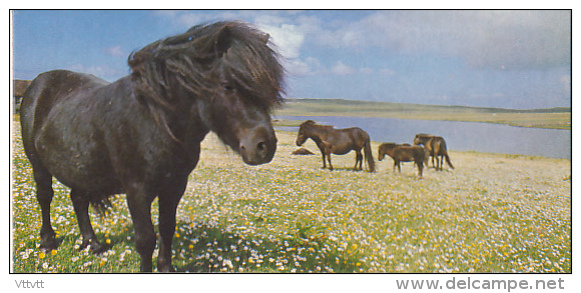 Fiche Cartonnée, NESTLE "Merveilles Du Monde", LE PONEY SHETLAND, N° 181, "Le Cheval" - Chocolat