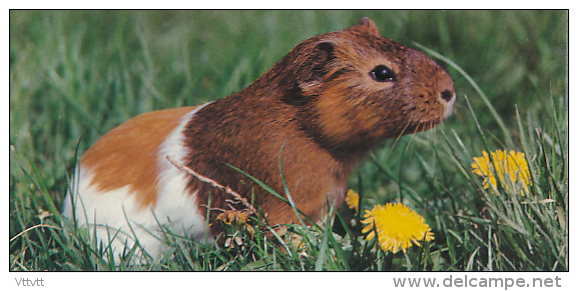 Fiche Cartonnée, NESTLE "Merveilles Du Monde", LE COBAYE OU COCHON D'INDE, N° 183, "Animaux Familiers" - Cioccolato