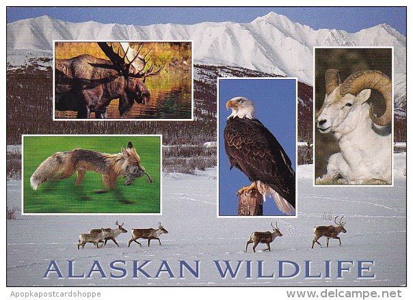 Alaska The Wildlife - Autres & Non Classés