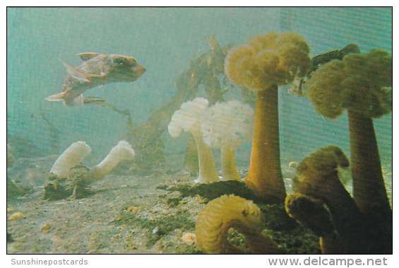 Canada Rat Fish And Sea Anemones Undersea Gardens Oak Bay Marina Victoria British Columbia - Victoria