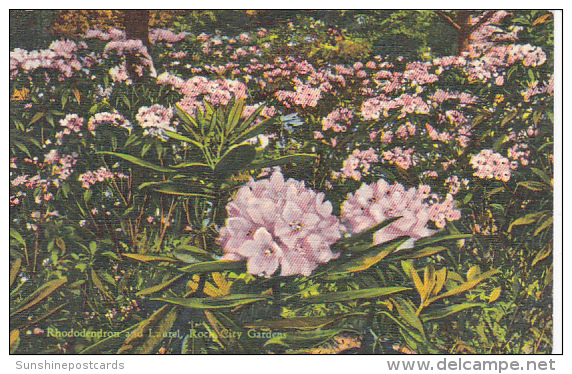 Rhododendron And Laurel Rock City Gardens Lookout Mountain Chattanooga Tennessee Curteich - Chattanooga