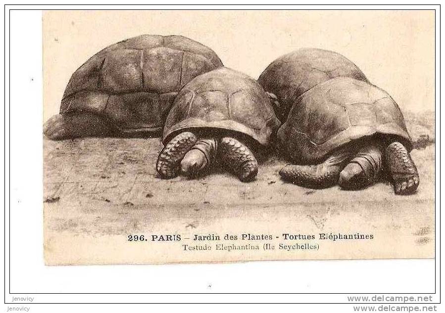 PARIS JARDIN DES PLANTES TORTUES ELEPHANTINES REF 13706 - Schildpadden