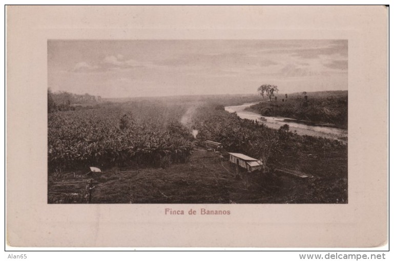 Banana Farm Plantation, Finca De Bananos Costa Rica On C1900s/10s Vintage Postcard - Costa Rica