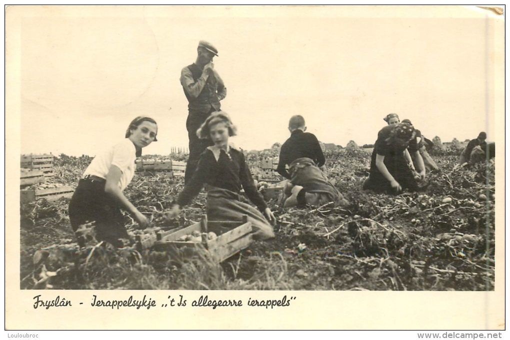 FRYSLAN IERAPPELSYKJE ALLEGEARRE IERAPPELS - Andere & Zonder Classificatie