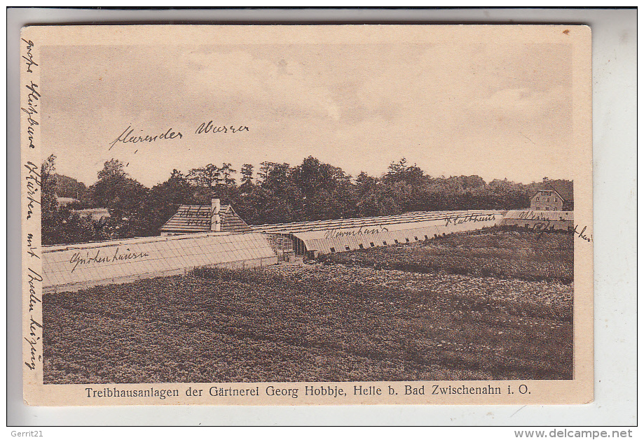 2903 BAD ZWISCHENAHN - HELLE, Treibhausanlagen Der Gärtnerei Georg Hobbje, 1931 - Bad Zwischenahn