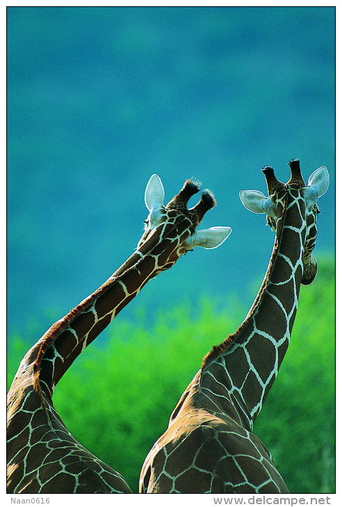 (NZ53-014  )  Giraffes ,   Postal Stationery-Ganzsache-Enti Er Postal - Giraffes