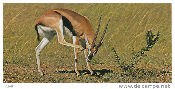 Fiche Cartonnée, NESTLE "Merveilles Du Monde", LA GAZELLE DE THOMSON, N° 115, "Animaux D'Afrique" - Chocolate