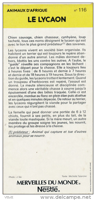 Fiche Cartonnée, NESTLE "Merveilles Du Monde", LE LYCAON, N° 116, "Animaux D'Afrique" - Schokolade