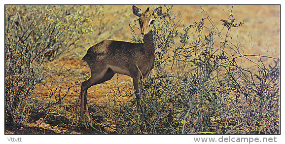 Fiche Cartonnée, NESTLE "Merveilles Du Monde", LE DIK-DIK, N° 127, "Animaux D'Afrique" - Cioccolato