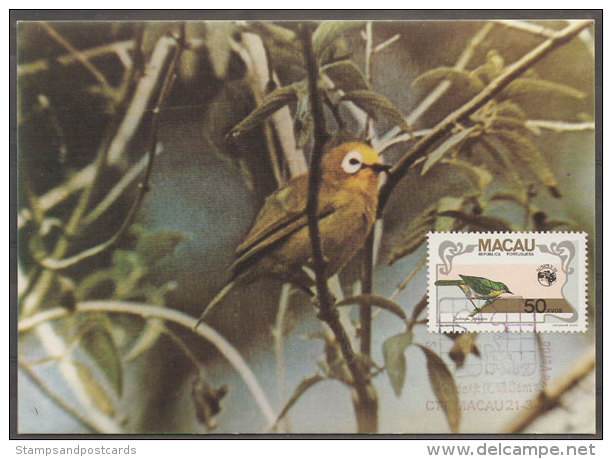 Macau Oiseau Zostérops Du Japon Carte Maximum 1984 Macao Japanese White-eye Bird Maxicard - Cartes-maximum